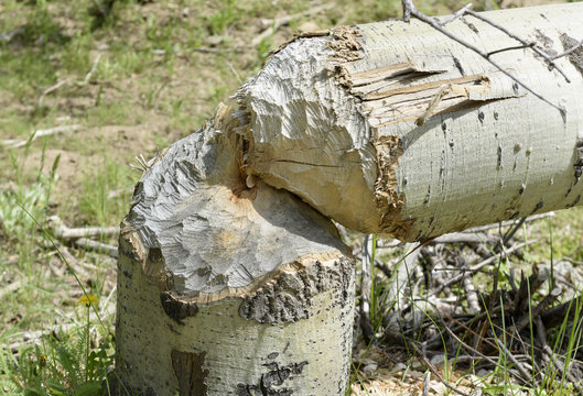 Beaver Felled Quaking Aspen Along Jordan Creek