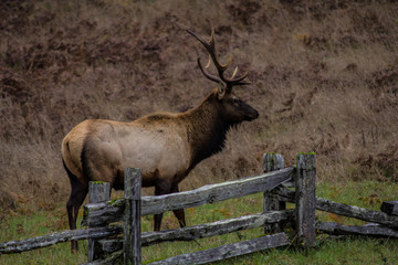 Elk behind fence