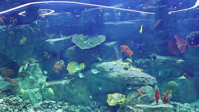 Aquarium with a large amount of tropical fish large and small. The Puffer Fish.