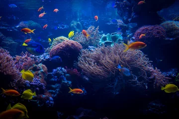 Gardinen tropical fishes meet in blue coral reef sea water aquarium. Unde © EwaStudio