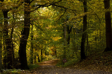 Fototapeta na wymiar Path in the forest in Autumn time