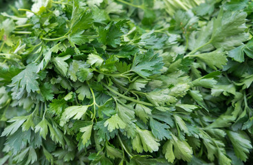 Ffresh coriander leaves at city market for sale