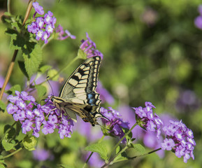 Fototapeta na wymiar Scarce Swallowtail feeding on Purple Flower