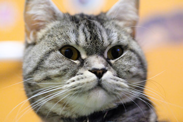 The image of a cat close up