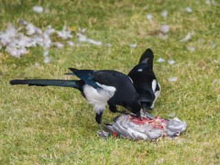 Opportunistic Magpies