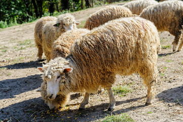 Naklejka premium Flock of Sheep
