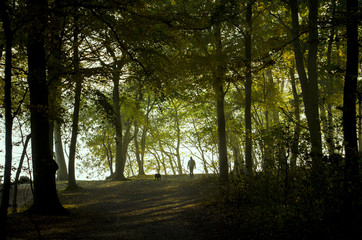 Fototapeta premium Path with a mann and a dog in the Autumn forest