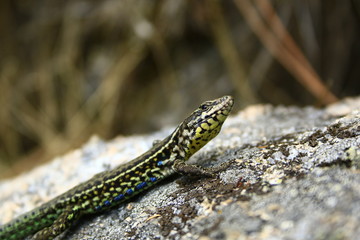 lizard