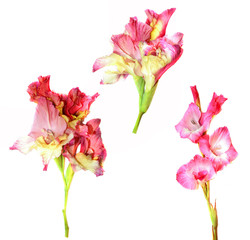 gladiolus fresh  pink flower on white background