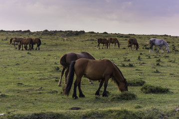 Wild horses in Cedeira (La Coruna, Spain).