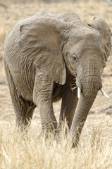  African Bush Elephant