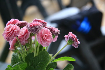 pink flowers