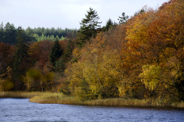 Forest at the lake in Autumn time