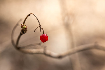 Berry on a twig