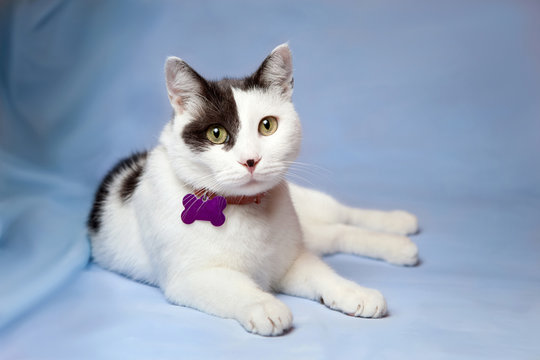 Portrait of a black and white cat on a blue background, with a c
