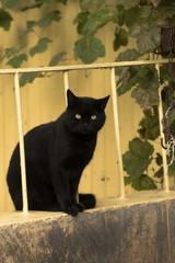Yellow eyed black cat is sitting on a wall with yellow background and leaves