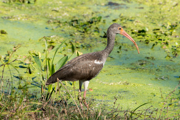 Glossy Ibis at Brazos Bend State Park