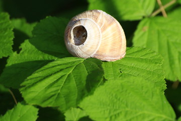 snail shell