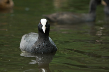 Eurasian coot in pond