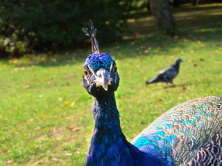 Fototapete bei efototapeten.de bestellen   