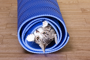 Kitten sitting on a yoga mat.