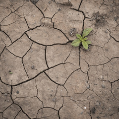Dürre & Wachstum