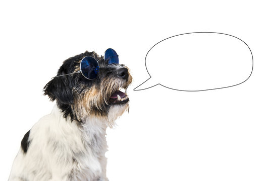 Funny dog with empty speech bubble 