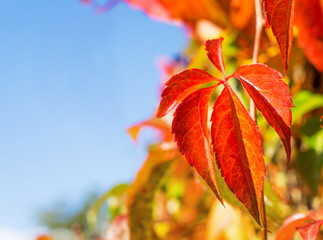Wilder Wein im Herbst
