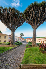 Dragon Trees in Tenerife village