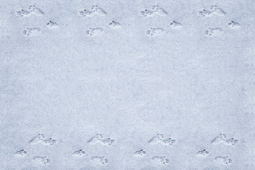 Winter background with squirrel tracks