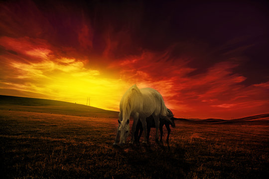 cavalli liberi al pascolo al tramonto
