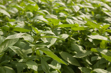mint growing in greenhouse. South Israel