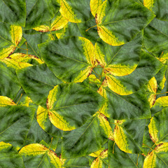 seamless background pattern texture of  huge leaves of poplar