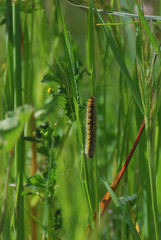 Fauna della Sardegna