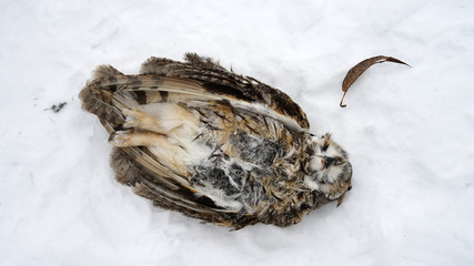 dead owl