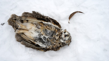 dead owl
