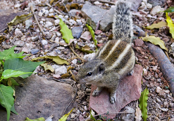 Small Animal in Wild