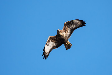 Common Buzzard, Buteo buteo