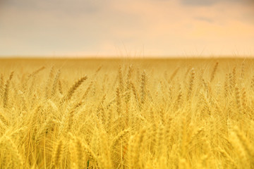 Obraz premium wheat field at the sunset
