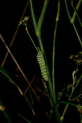 Fauna della Sardegna