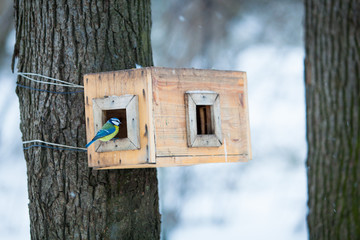 bird feeders. tree house for the birds.  Bird feeder in winter p