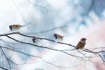 bird feeders. tree house for the birds.  Bird feeder in winter p