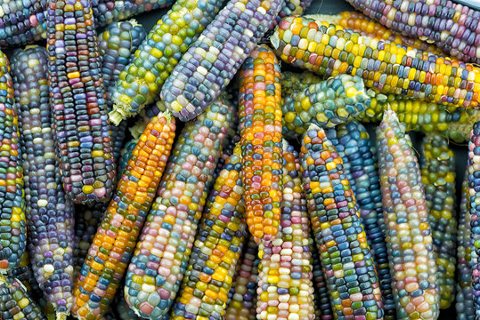 Как выглядит настоящая кукуруза Glass Gem Corn Изображения: просматривайте стоковые фотографии, векторные изобра
