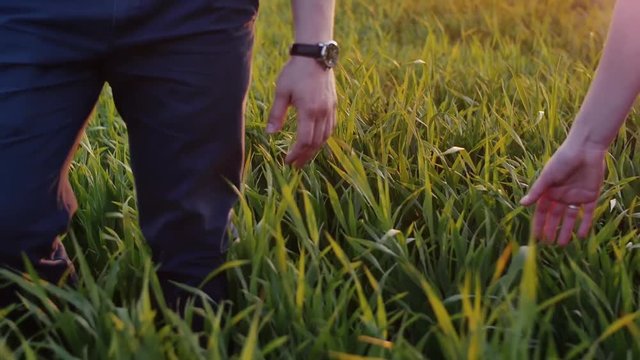 Close-up of lovers taking each other by the hand. Man and woman walk in long grass, hold hands. Slow mo, steadicam shot.