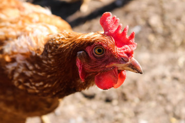 hen