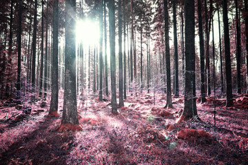 Panele Szklane Podświetlane  Artystyczny dziwny niezwykły słoneczny las drzew krajobraz tło. Użyto różowo-czerwonego koloru.