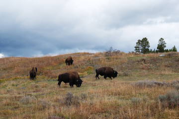 Fototapeta na wymiar Bison grazing in Yellowstone National Park