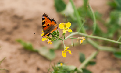 motyl siedzący na kwitnącym rzepaku © winiar