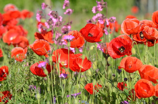 Sommer - Sonne - Mohnblumen