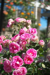 薔薇